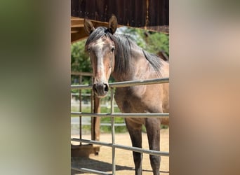 PRE, Wallach, 3 Jahre, 160 cm, Braunfalbschimmel