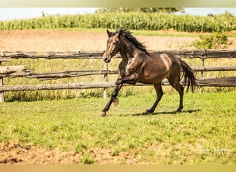 PRE Mix, Wallach, 3 Jahre, 160 cm, Braunfalbschimmel