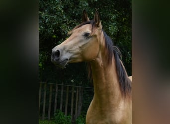 PRE, Wallach, 3 Jahre, 160 cm, Buckskin