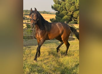 PRE Mix, Wallach, 3 Jahre, 160 cm, Dunkelbrauner