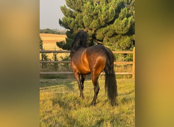 PRE Mix, Wallach, 3 Jahre, 160 cm, Dunkelbrauner