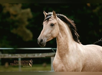 PRE Mix, Wallach, 3 Jahre, 160 cm, Falbe