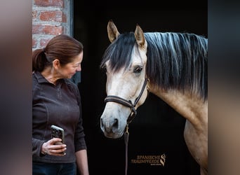 PRE, Wallach, 3 Jahre, 160 cm, Falbe