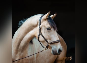 PRE, Wallach, 3 Jahre, 160 cm, Falbe