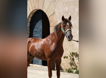 PRE Mix, Wallach, 3 Jahre, 160 cm, Fuchs