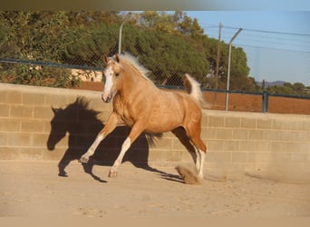 PRE Mix, Wallach, 3 Jahre, 160 cm, Palomino