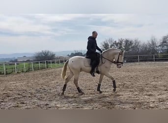 PRE Mix, Wallach, 3 Jahre, 160 cm, Perlino