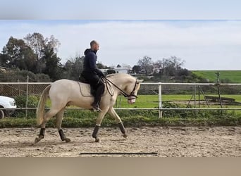 PRE Mix, Wallach, 3 Jahre, 160 cm, Perlino