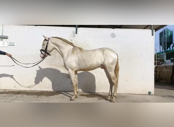 PRE Mix, Wallach, 3 Jahre, 160 cm, Perlino