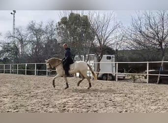 PRE Mix, Wallach, 3 Jahre, 160 cm, Perlino