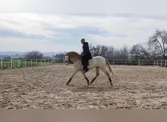 PRE Mix, Wallach, 3 Jahre, 160 cm, Perlino