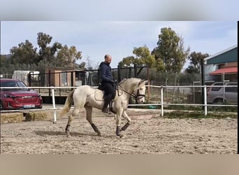 PRE Mix, Wallach, 3 Jahre, 160 cm, Perlino