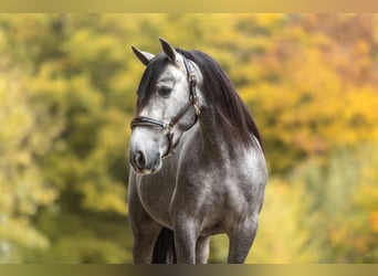 PRE Mix, Wallach, 3 Jahre, 160 cm, Rappschimmel