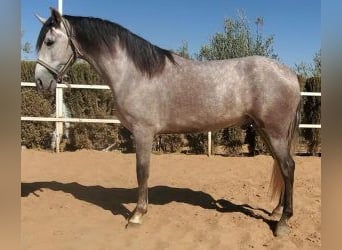 PRE Mix, Wallach, 3 Jahre, 160 cm, Schimmel