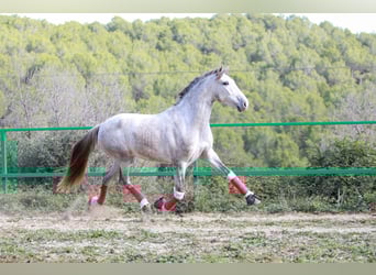 PRE Mix, Wallach, 3 Jahre, 160 cm, Schimmel