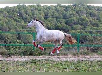 PRE Mix, Wallach, 3 Jahre, 160 cm, Schimmel