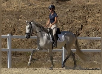 PRE, Wallach, 3 Jahre, 160 cm, Schimmel