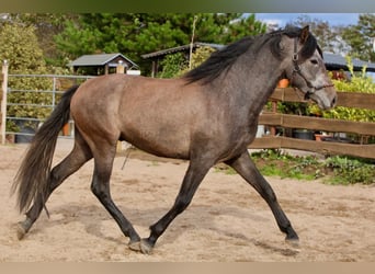 PRE, Wallach, 3 Jahre, 160 cm, Schimmel