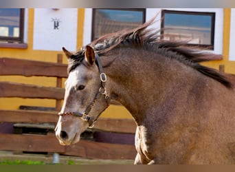 PRE, Wallach, 3 Jahre, 160 cm, Schimmel