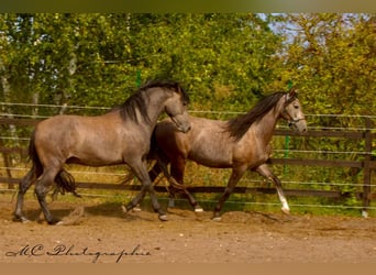 PRE, Wallach, 3 Jahre, 160 cm, Schimmel