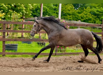PRE, Wallach, 3 Jahre, 160 cm, Schimmel