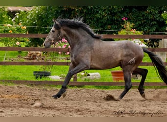 PRE, Wallach, 3 Jahre, 160 cm, Schimmel