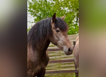 PRE, Wallach, 3 Jahre, 160 cm, Schimmel