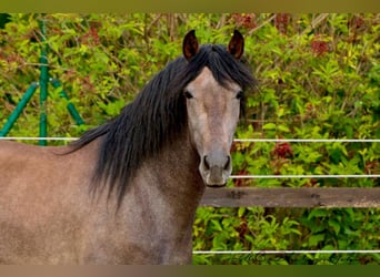 PRE, Wallach, 3 Jahre, 160 cm, Schimmel