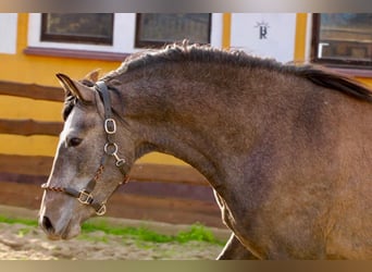 PRE, Wallach, 3 Jahre, 160 cm, Schimmel