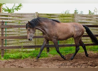 PRE, Wallach, 3 Jahre, 160 cm, Schimmel