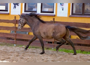PRE, Wallach, 3 Jahre, 160 cm, Schimmel