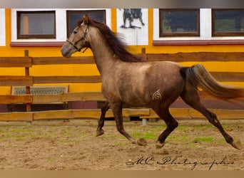 PRE, Wallach, 3 Jahre, 160 cm, Schimmel