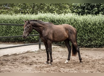PRE Mix, Wallach, 3 Jahre, 160 cm, Schwarzbrauner