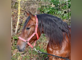 PRE Mix, Wallach, 3 Jahre, 161 cm, Brauner