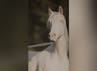 PRE Mix, Wallach, 3 Jahre, 161 cm, Cremello