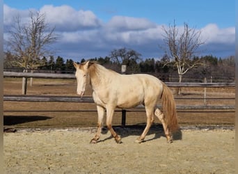 PRE Mix, Wallach, 3 Jahre, 161 cm, Perlino