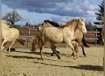 PRE Mix, Wallach, 3 Jahre, 161 cm, Perlino