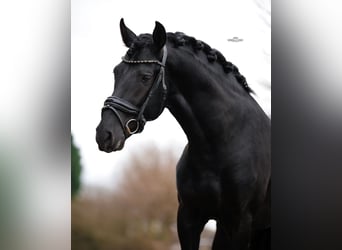 PRE Mix, Wallach, 3 Jahre, 162 cm, Rappe