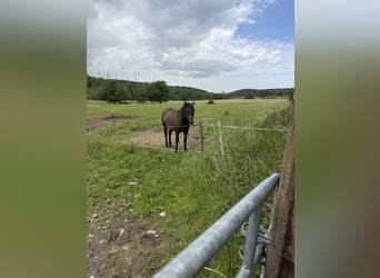 PRE, Wallach, 3 Jahre, 162 cm, Rappschimmel