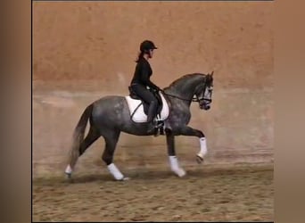 PRE Mix, Wallach, 3 Jahre, 162 cm, Schimmel