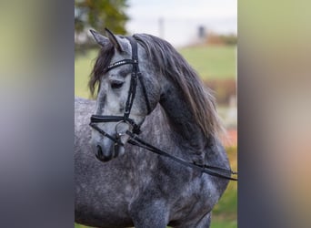 PRE Mix, Wallach, 3 Jahre, 162 cm, Schimmel