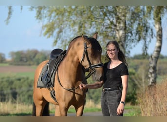 PRE, Wallach, 3 Jahre, 163 cm, Buckskin