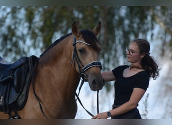PRE, Wallach, 3 Jahre, 163 cm, Buckskin