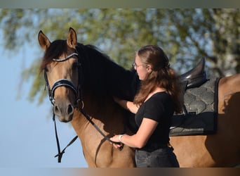 PRE, Wallach, 3 Jahre, 163 cm, Buckskin