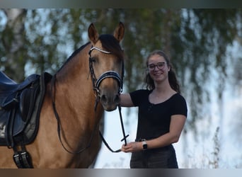 PRE, Wallach, 3 Jahre, 163 cm, Buckskin