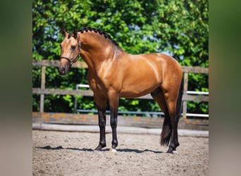 PRE, Wallach, 3 Jahre, 163 cm, Buckskin