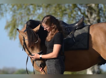 PRE, Wallach, 3 Jahre, 163 cm, Buckskin