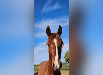 PRE Mix, Wallach, 3 Jahre, 163 cm, Fuchs