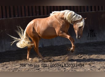 PRE Mix, Wallach, 3 Jahre, 163 cm, Palomino