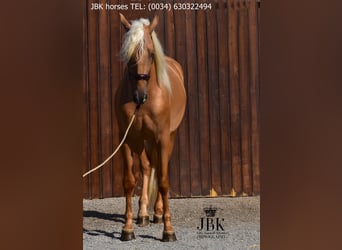 PRE Mix, Wallach, 3 Jahre, 163 cm, Palomino